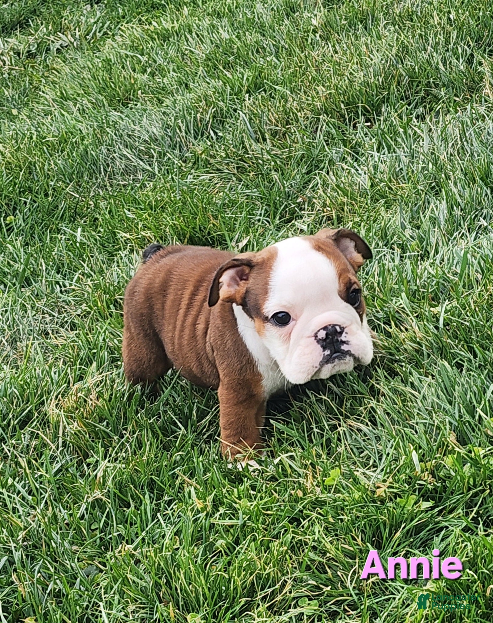 English Bulldog dogs AKC Annie  - Ad 1