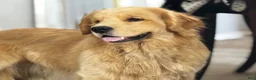 Golden Retriever dogs for sale: 4362 Purple Collar - Ad 7