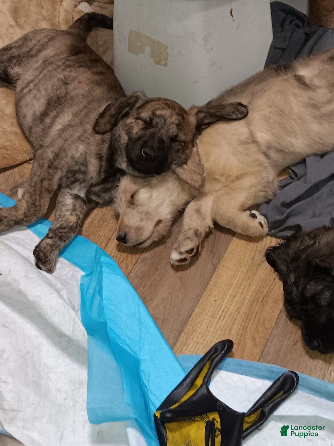 Labradoodle dogs for sale: Creamy mae - Ad 4