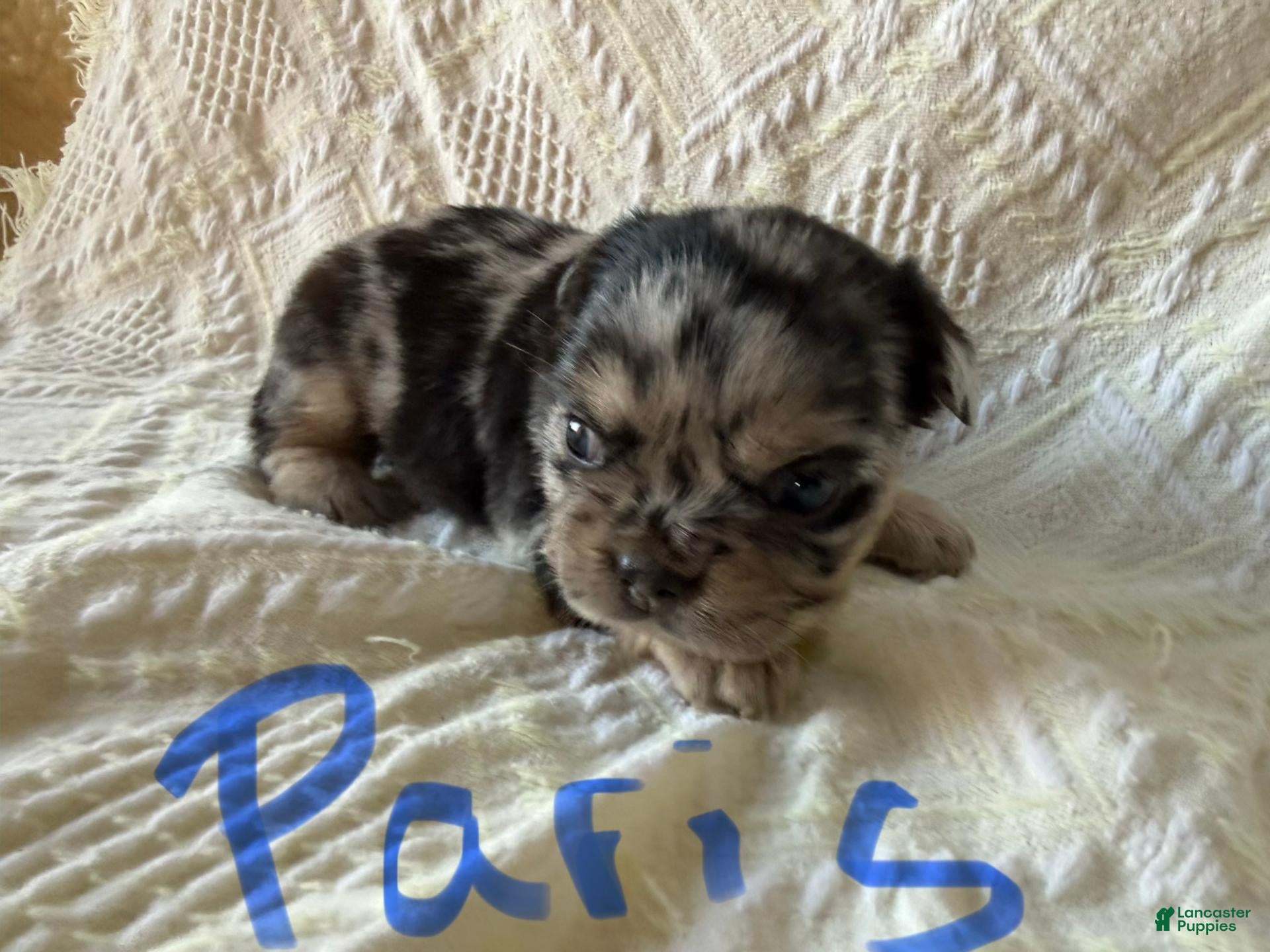 French Bulldog dogs for sale: French Bulldog 4 - Ad 3