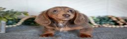 Miniature Dachshund dogs for sale: Lacy - Ad 3