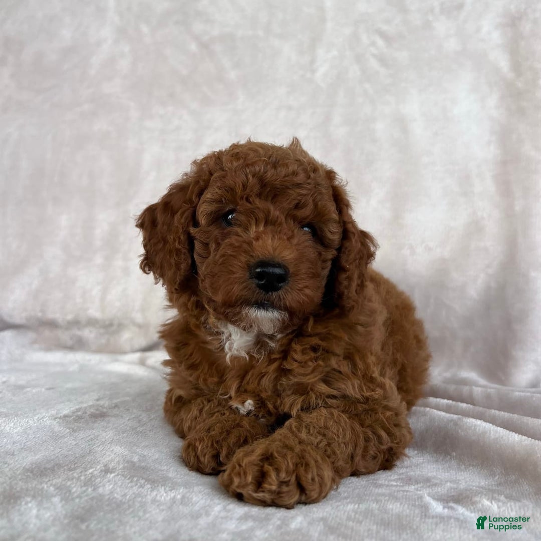 Gallery Image {{count}}