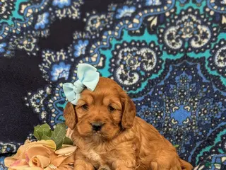 Cockapoo dogs Hana - Ad 36