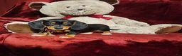 Miniature Dachshund dogs for sale: OAKLEY - Ad 4