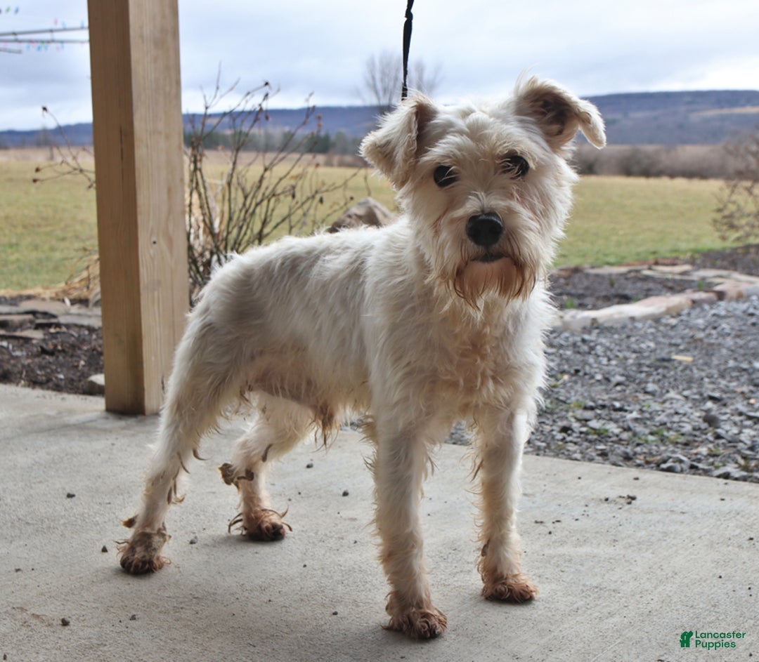 Miniature Schnauzer dogs for sale: Derek - Ad 7