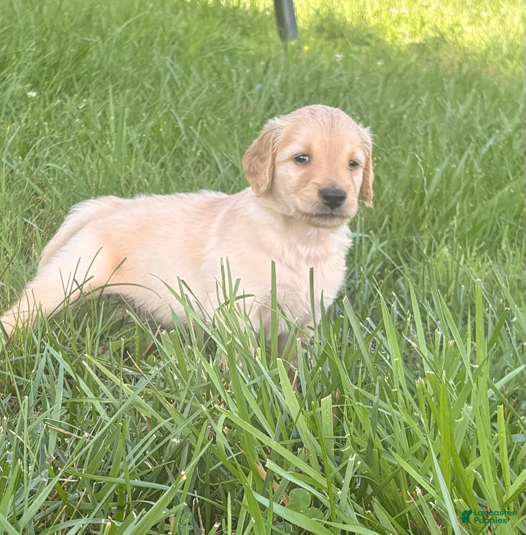 Golden Retriever dogs for sale: Rosie - Ad 2