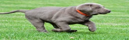 Labrador Retriever dogs for sale: Skittles - Ad 7