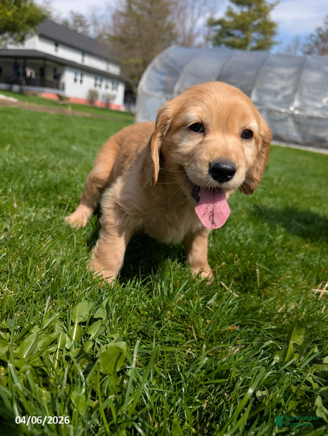 Mixed Breed dogs for sale: Amanda - Ad 10