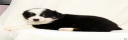 Miniature Australian Shepherd dogs for sale: Peter - Ad 8