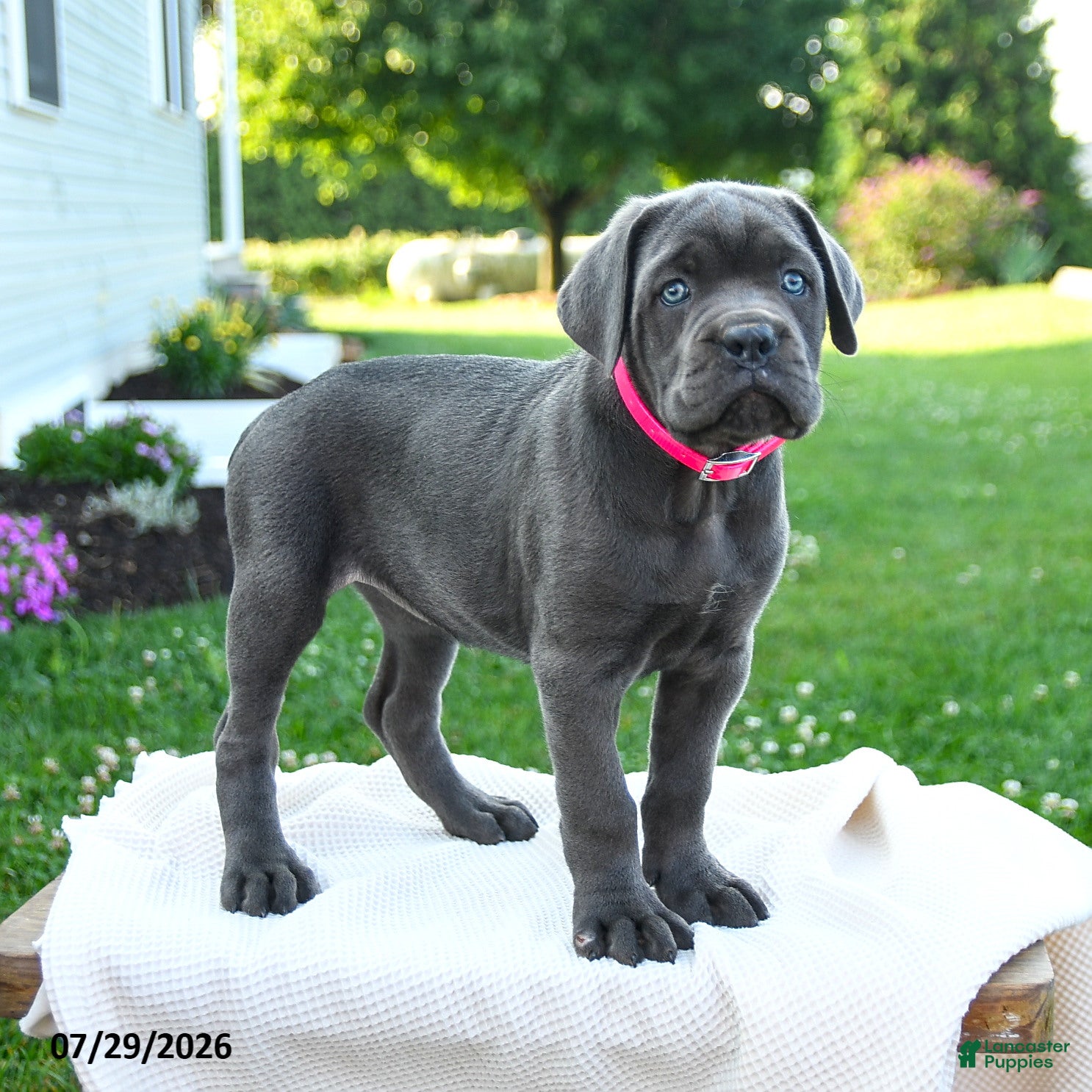Cane Corso dogs Zara - Ad 1