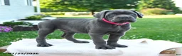 Cane Corso dogs for sale: Zara - Ad 1