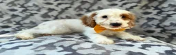Cockapoo dogs for sale: Trent - Ad 4
