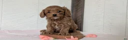 Cavapoo dogs for sale: Roscoe - Ad 12