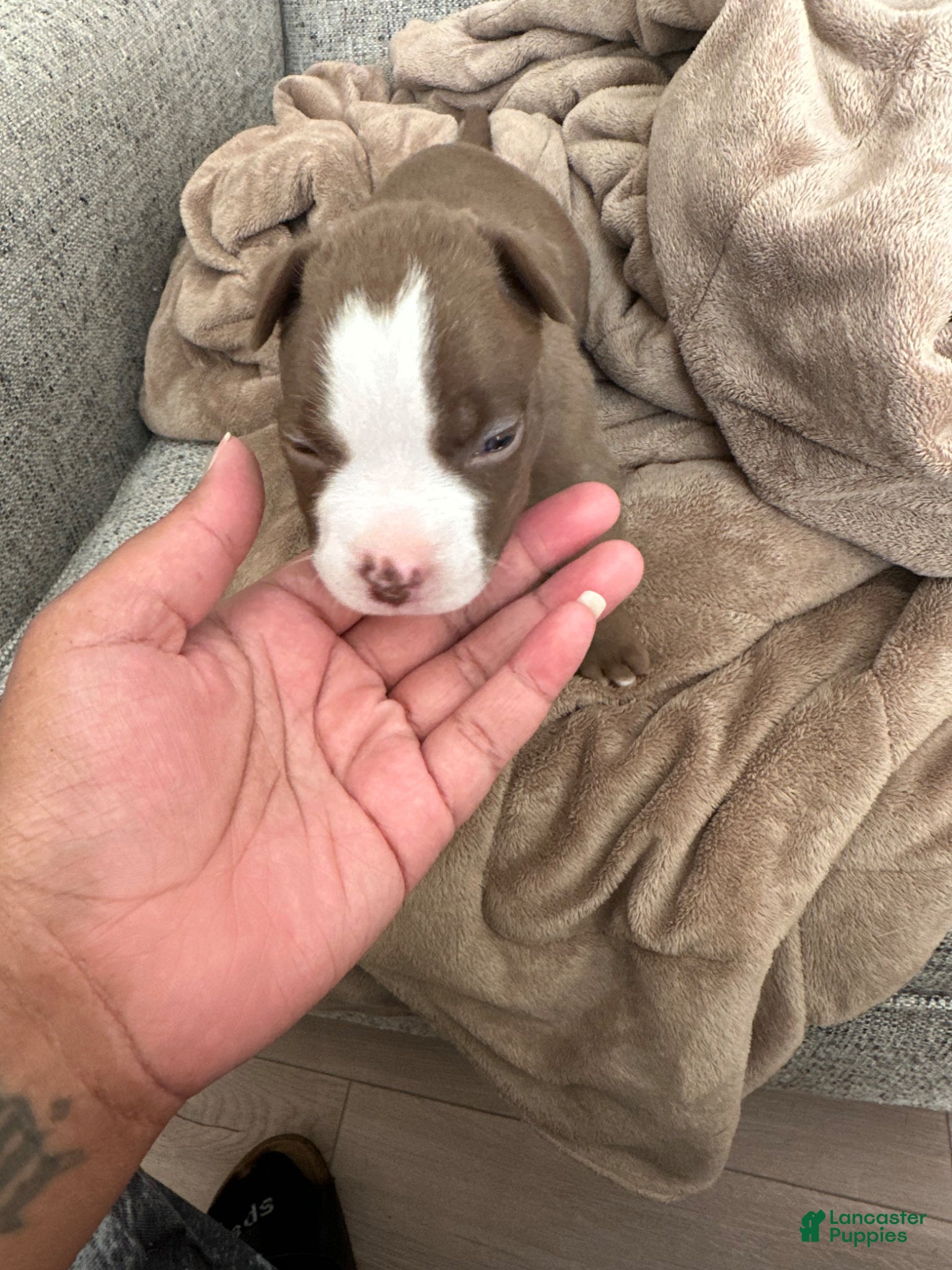 American Pit Bull Terrier dogs American Pit Bull Terrier Puppy 11 - Ad 10