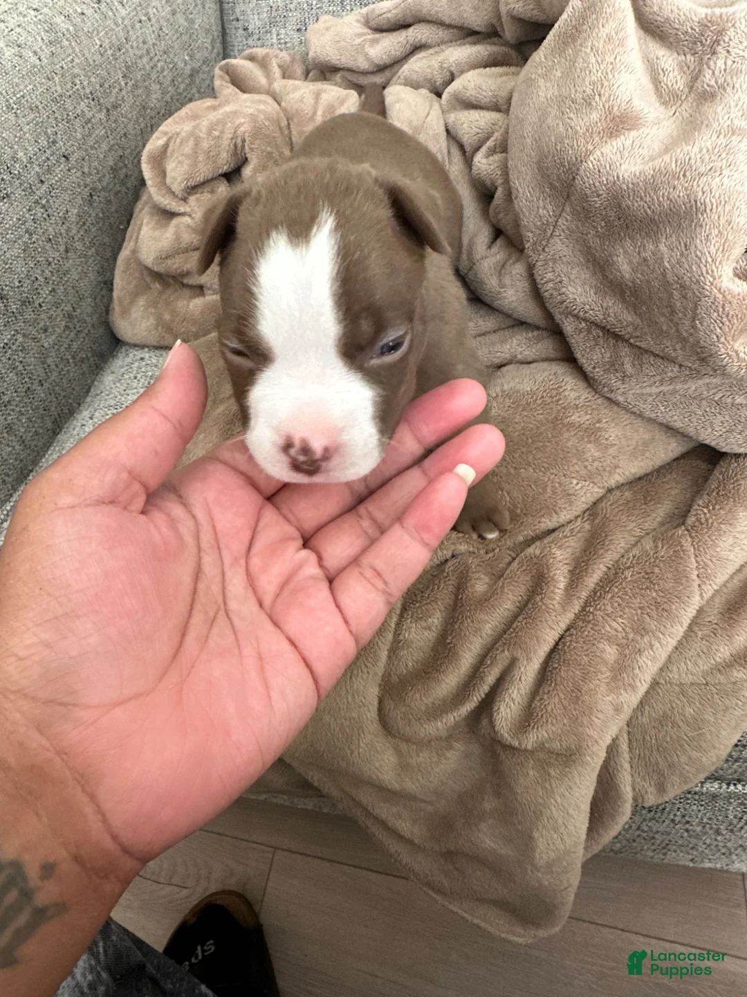 American Pit Bull Terrier dogs for sale: American Pit Bull Terrier Puppy 11 - Ad 1