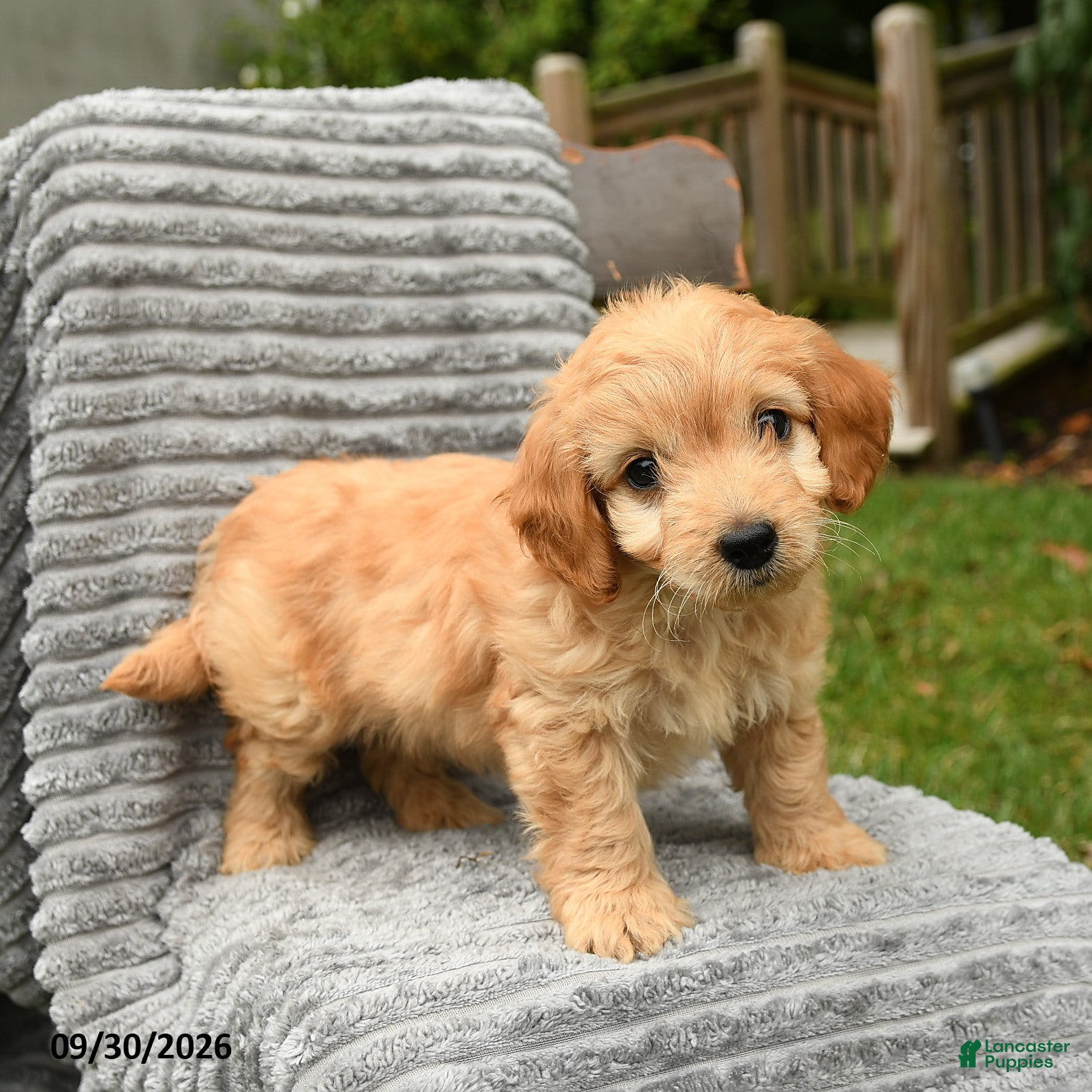 Cockapoo dogs Teddy - Ad 1