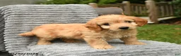 Cockapoo dogs for sale: Teddy - Ad 1