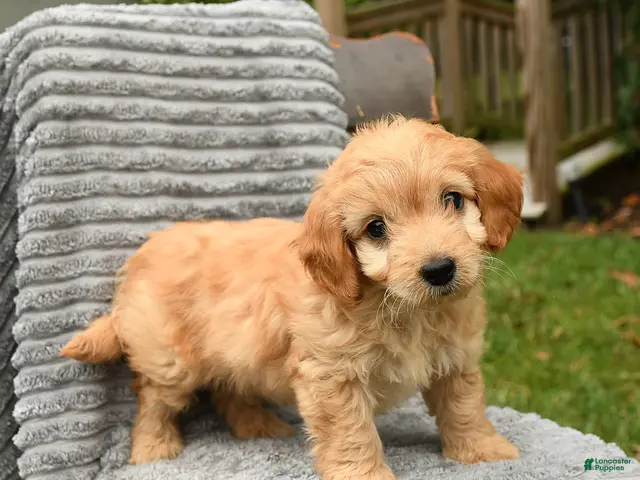 Cockapoo dogs Teddy - Ad 1