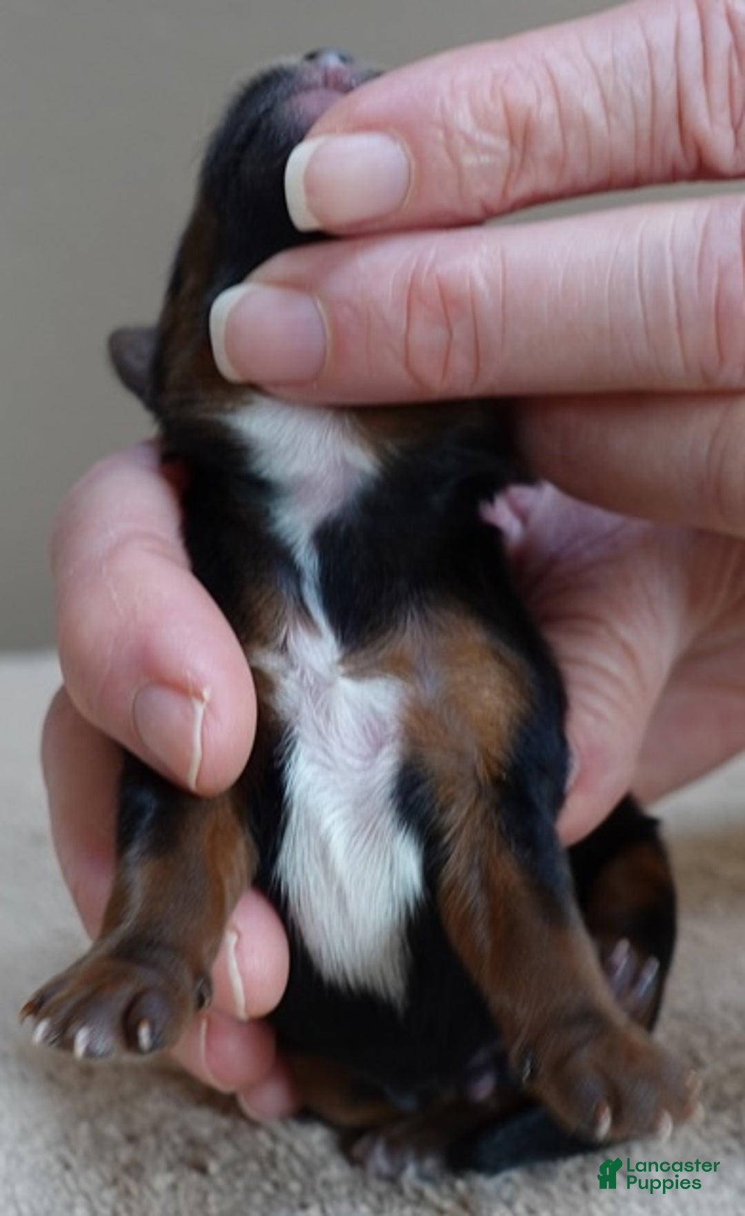 Yorkshire Terrier dogs for sale: Taj  - Ad 2