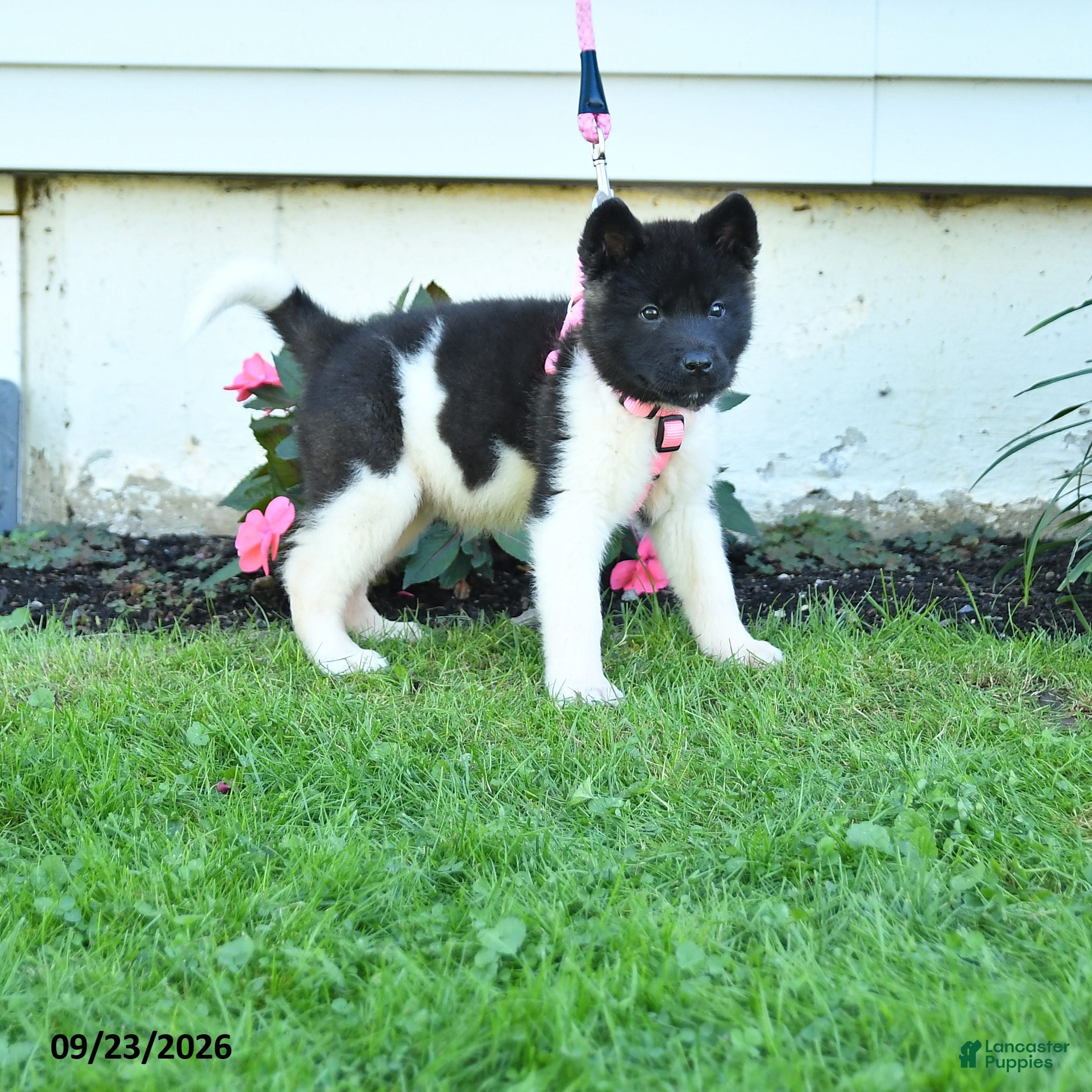 Akita dogs Nellie - Ad 2
