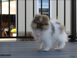 Pomeranian dogs - Ad 8