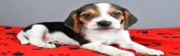 Beagle dogs for sale: Daryl - Ad 2