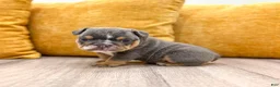English Bulldog dogs for sale: Clare - Ad 1