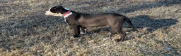 American Bully dogs for sale: Sage - Ad 8