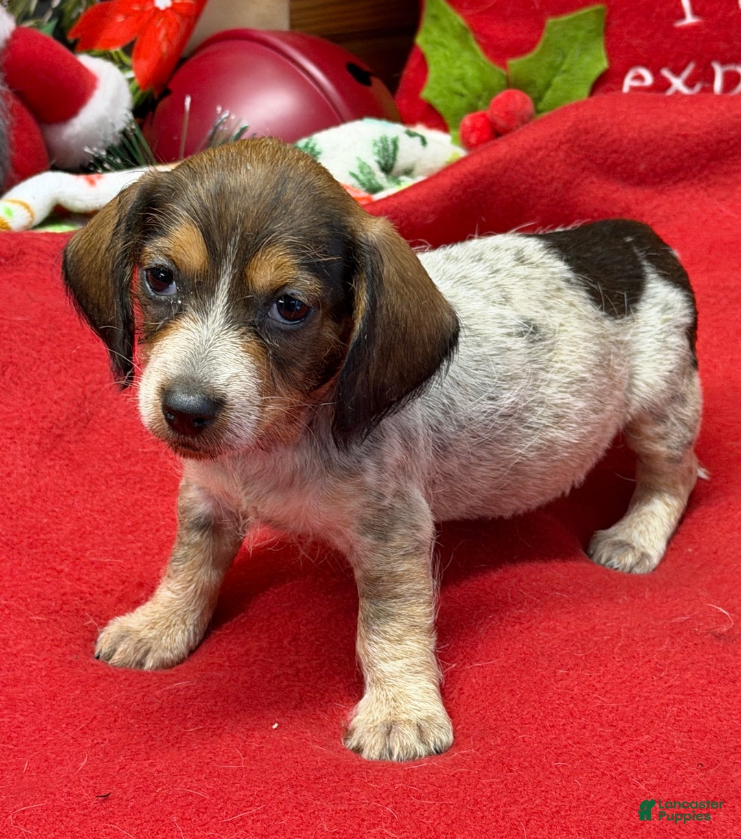 Dachshund dogs for sale: Nugget - Ad 3