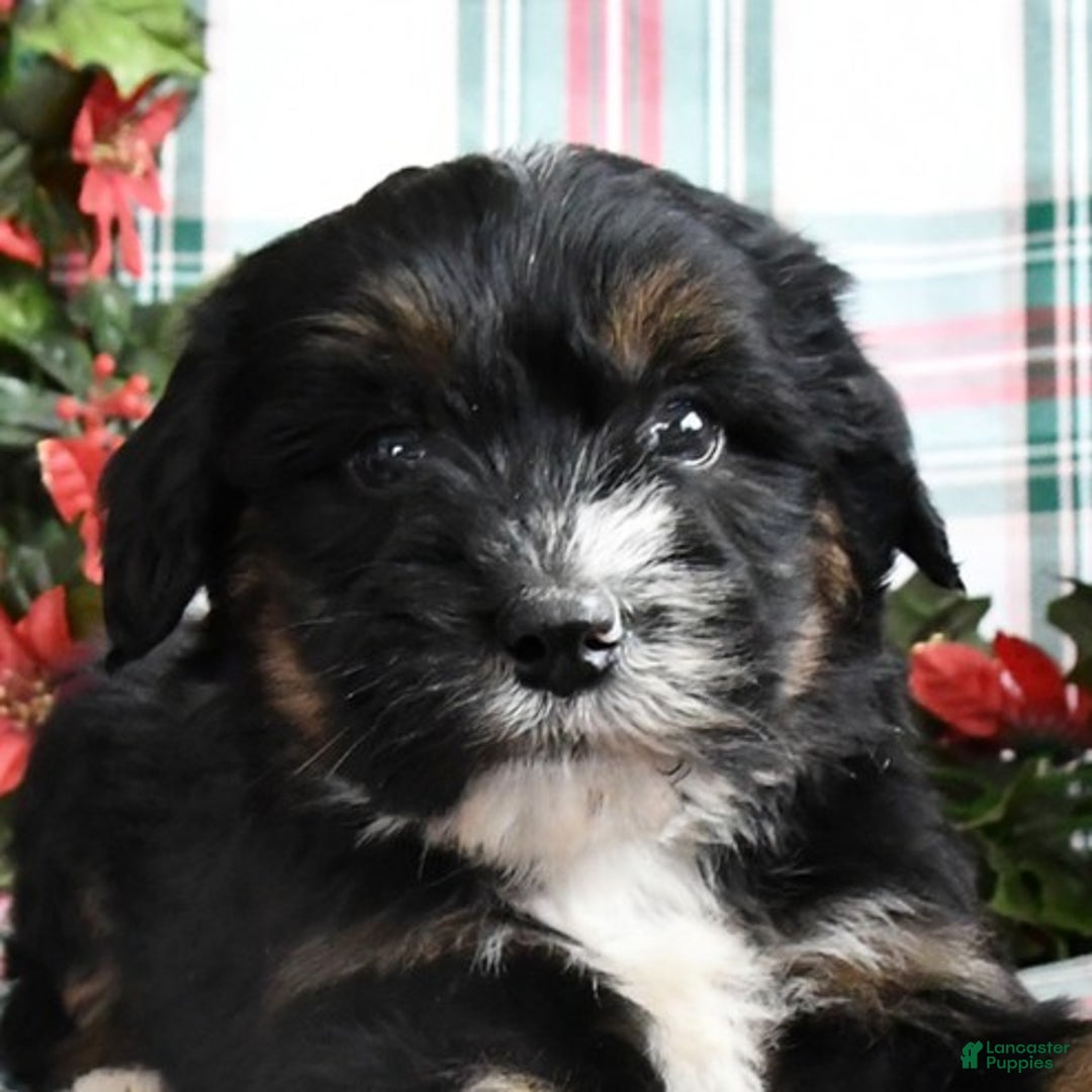 Bernedoodle dogs for sale: Chuck - Ad 4