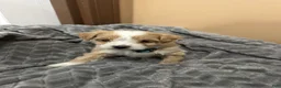 Maltipoo dogs for sale: Maltipoo 4 - Ad 2
