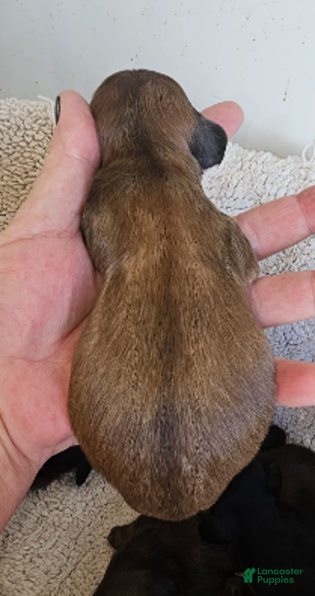 Miniature Dachshund dogs for sale: Duce Long haired - Ad 2