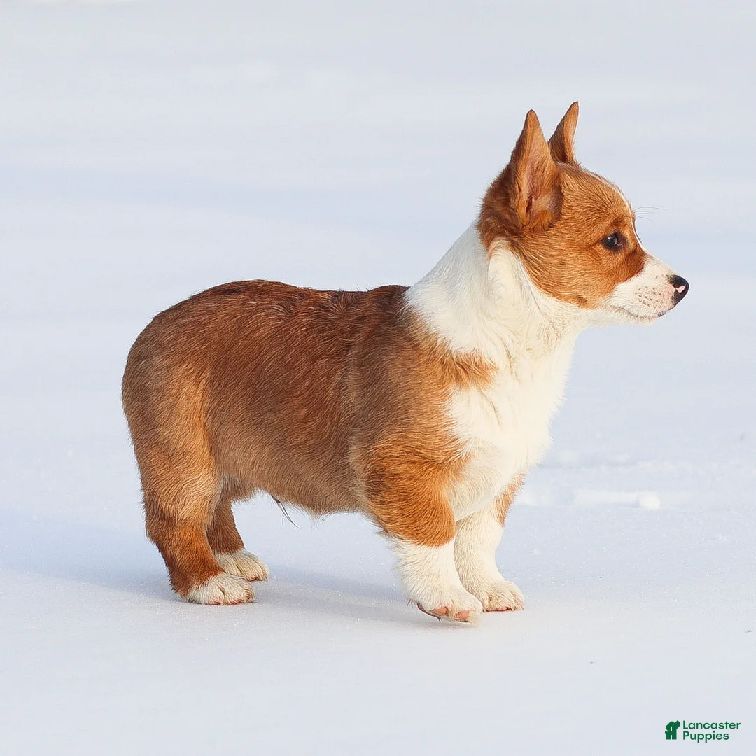 Welsh Corgi Pembroke dogs for sale: Kadin Welsh Corgi Pembroke - Ad 9