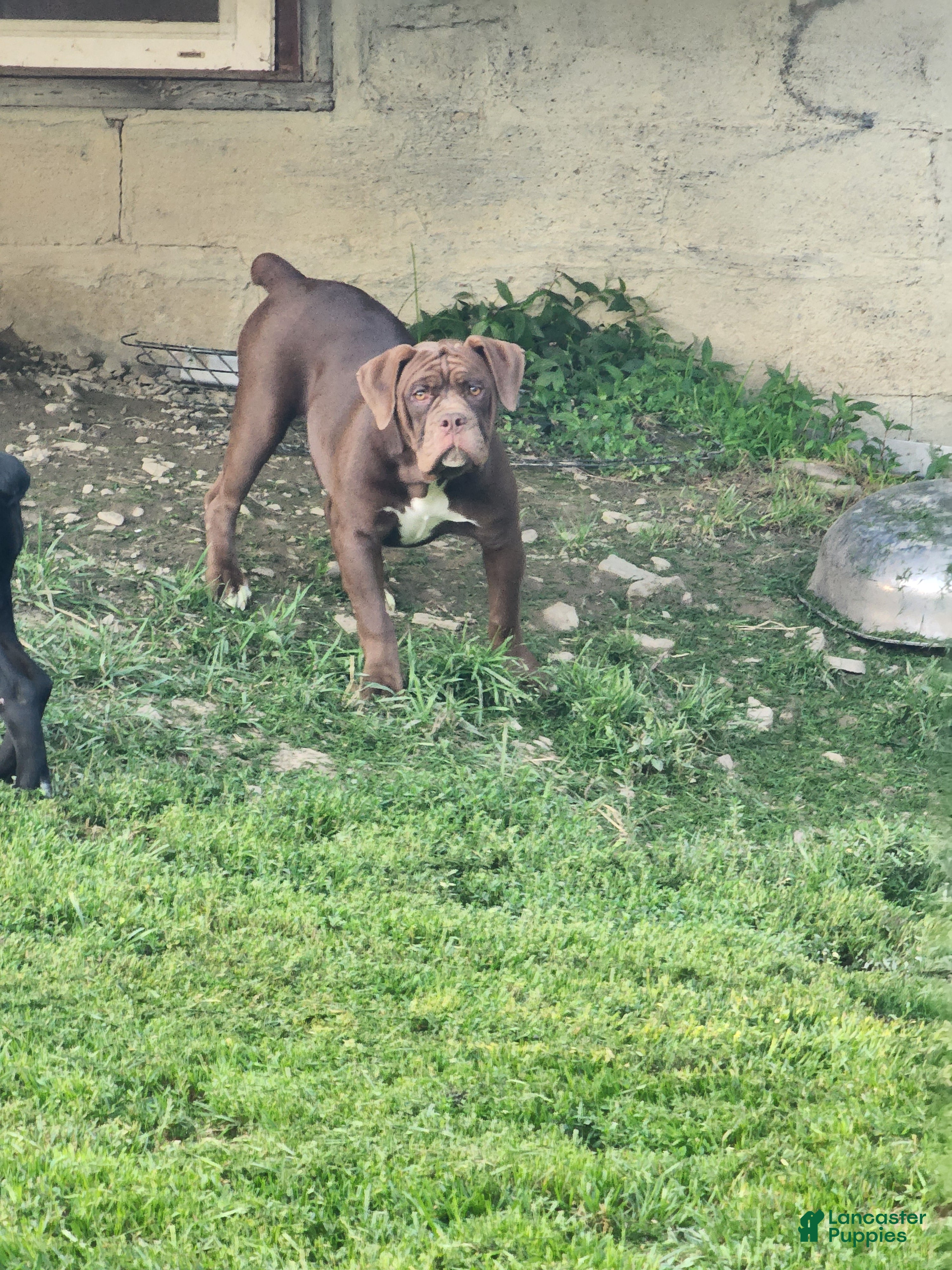 Olde English Bulldogge dogs Olde English Bulldogge 2 - Ad 2