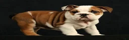 English Bulldog dogs for sale: Ollie - Ad 9