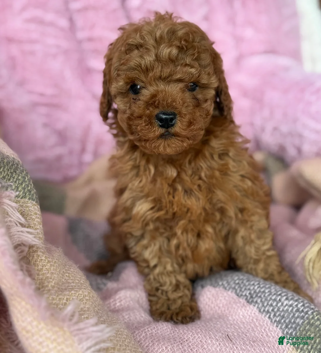 Toy Poodle dogs for sale: Nellie - Ad 8