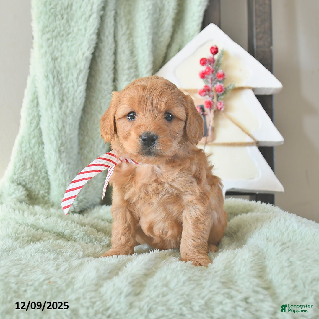 Mini Goldendoodle dogs for sale: Baylor  - Ad 2