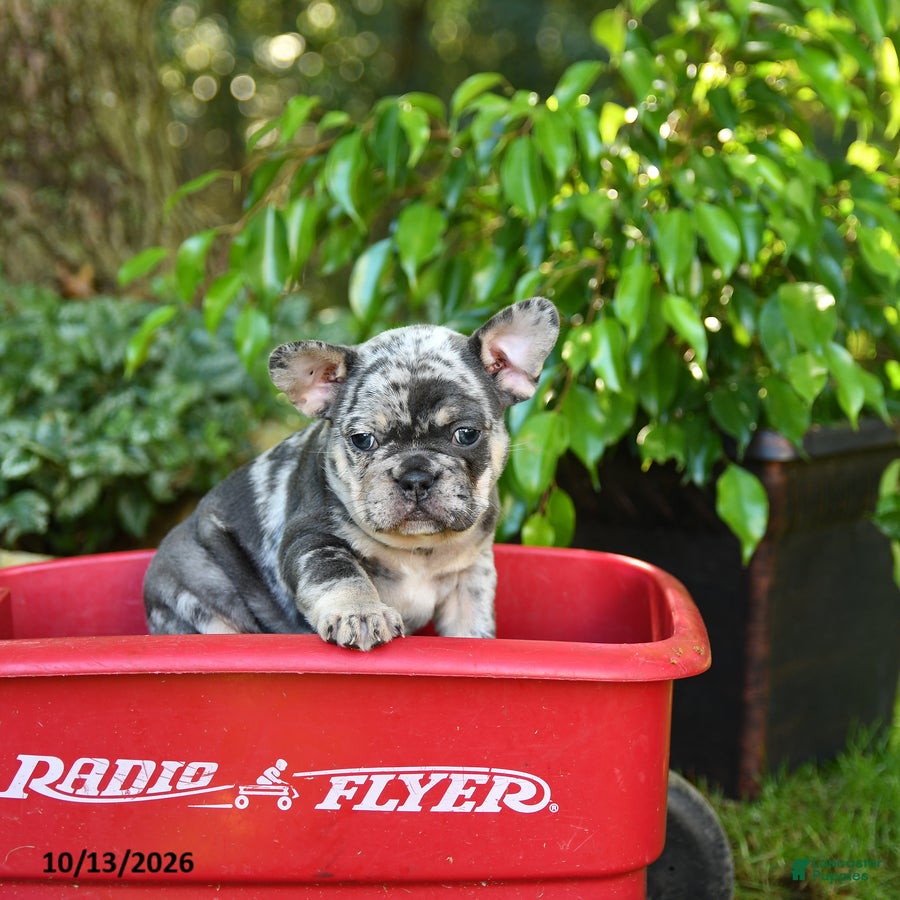 French Bulldog dogs Frosty - Ad 2