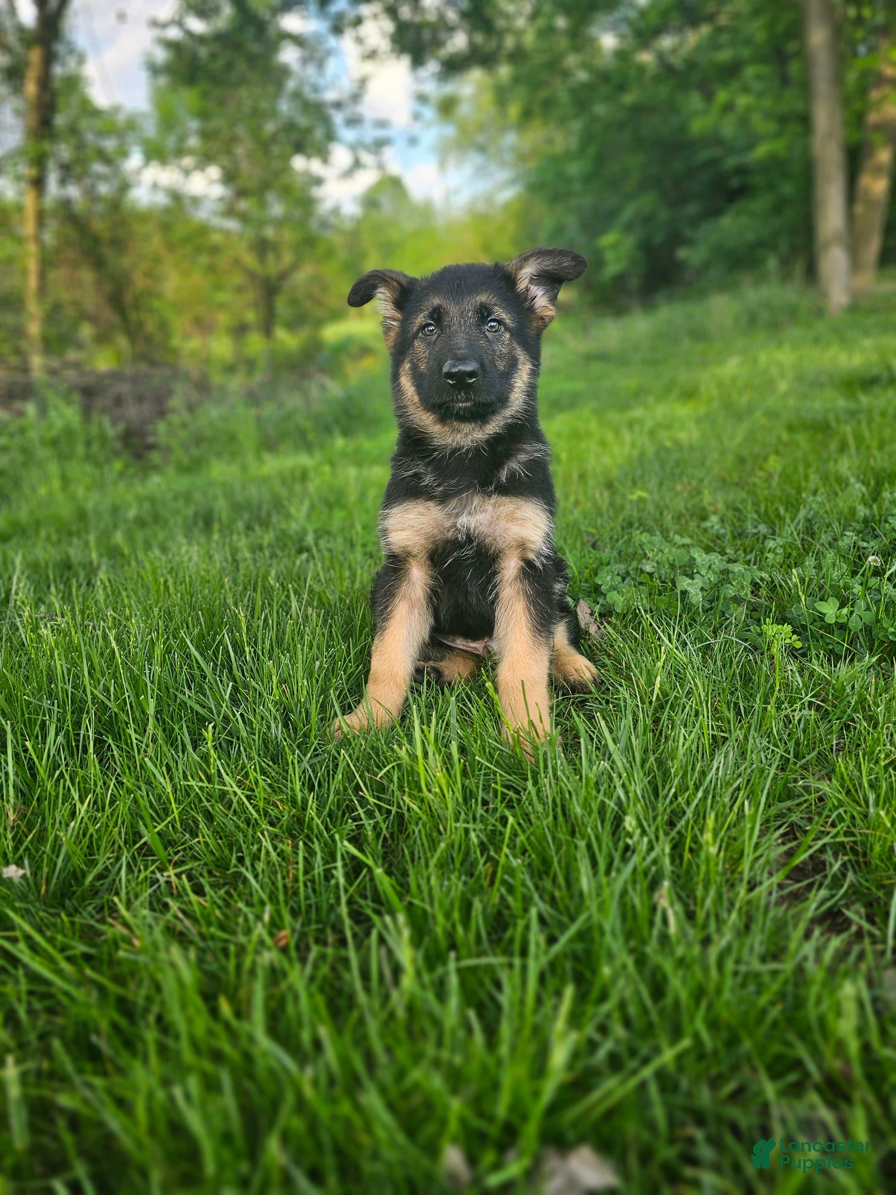 German Shepherd dogs Hunter  - Ad 2