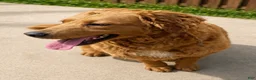 Goberian dogs for sale: Reeses - Ad 3