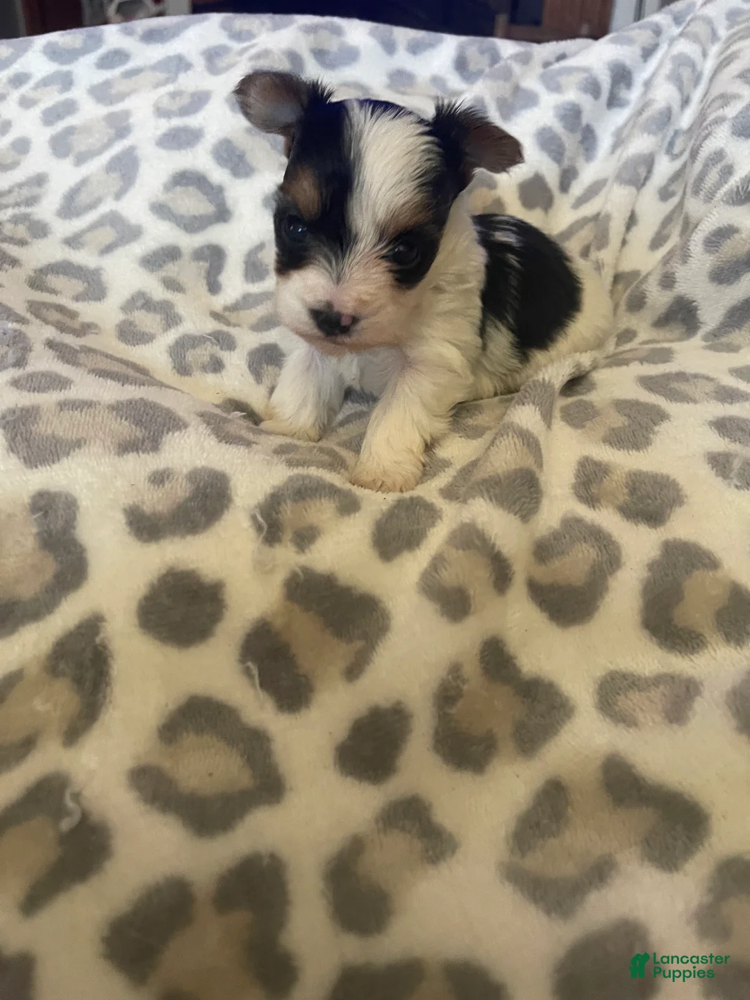 Yorkshire Terrier dogs for sale: Yorkshire Terrier 2 - Ad 2
