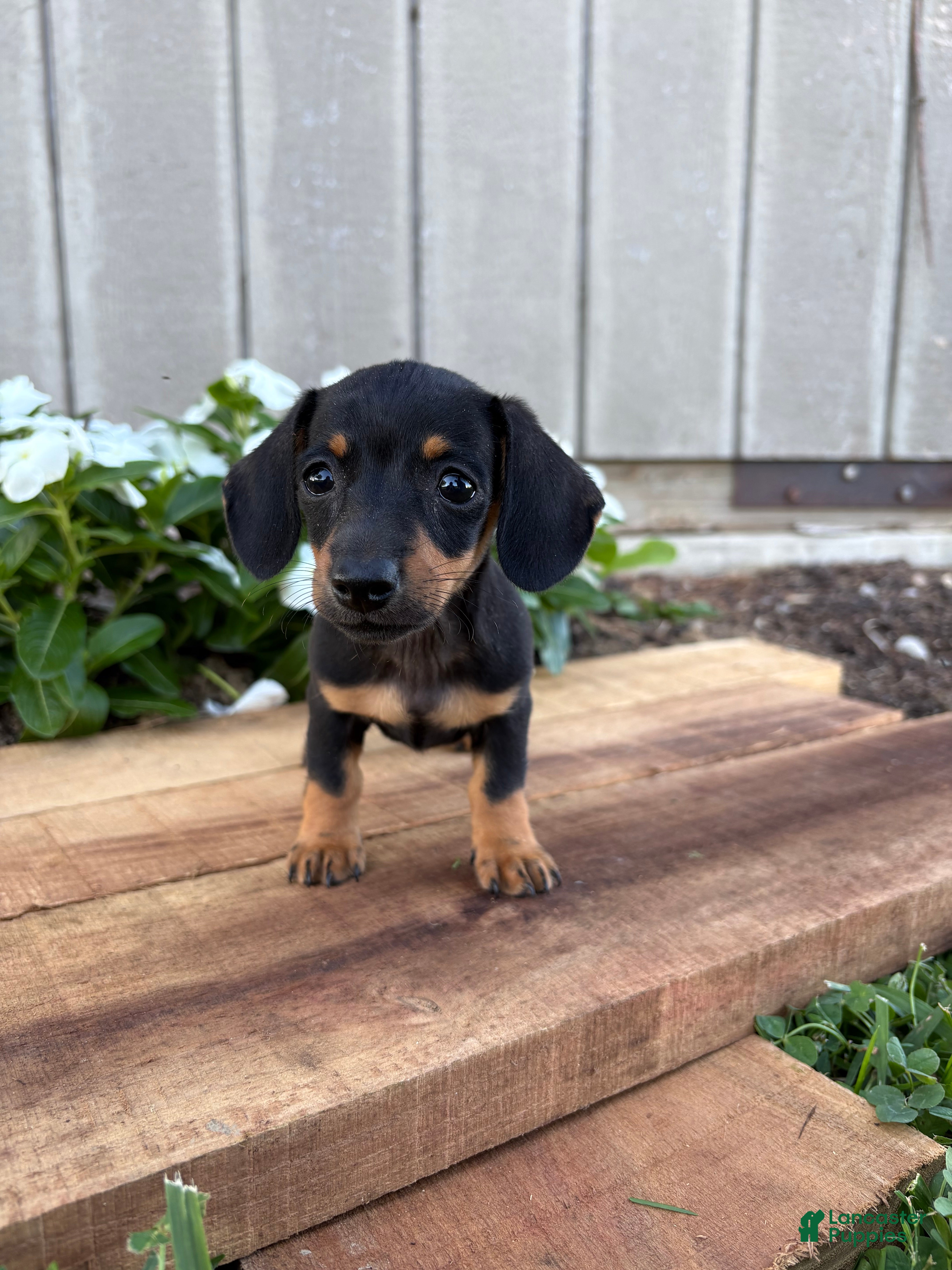 Miniature Dachshund dogs for sale: Cappuccino  - Ad 2