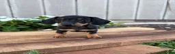 Miniature Dachshund dogs for sale: Cappuccino  - Ad 1