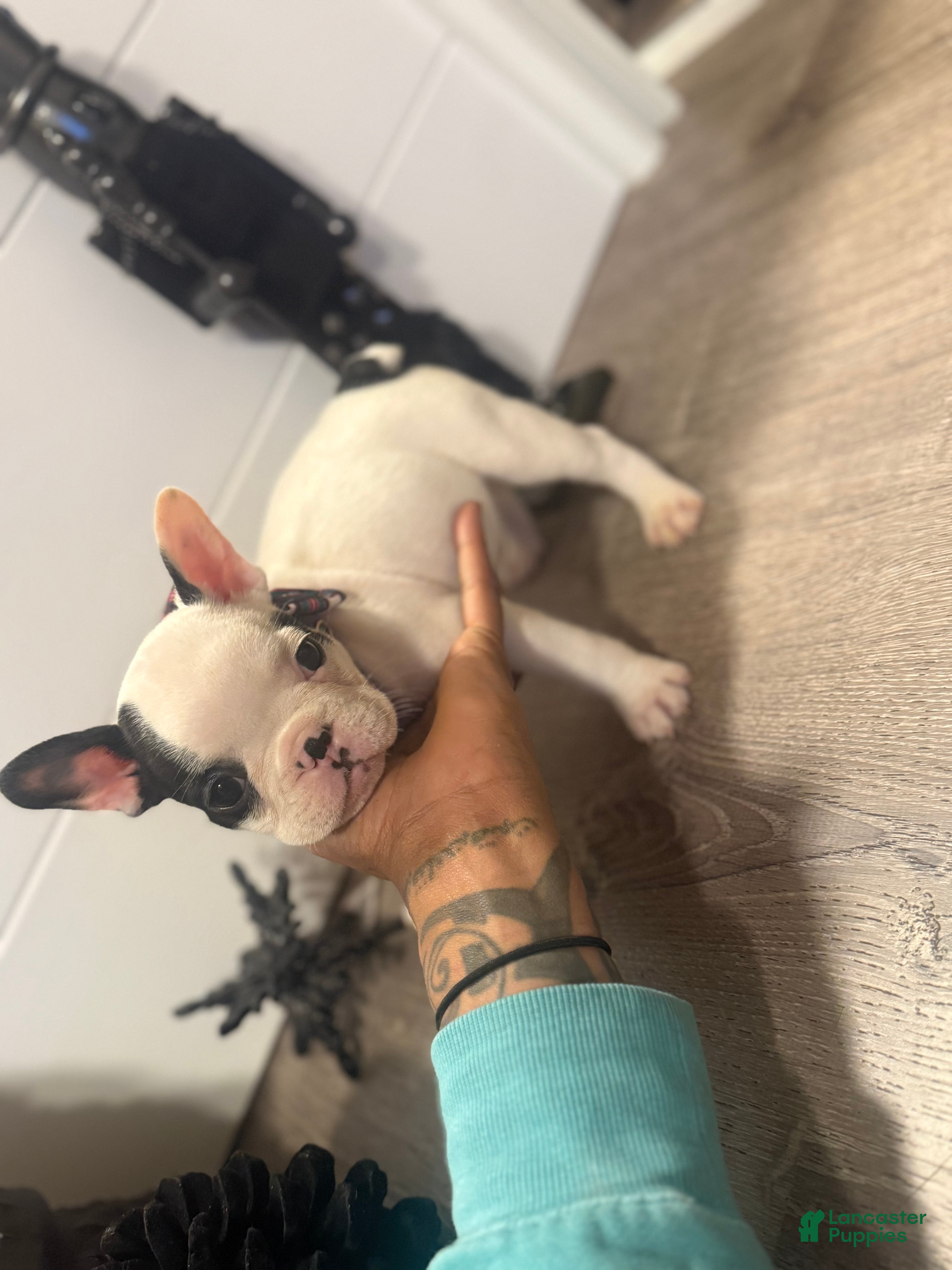 French Bulldog dogs French Bulldog Puppy 1 - Ad 28