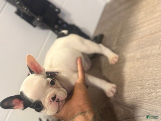French Bulldog dogs French Bulldog Puppy 1 - Ad 8