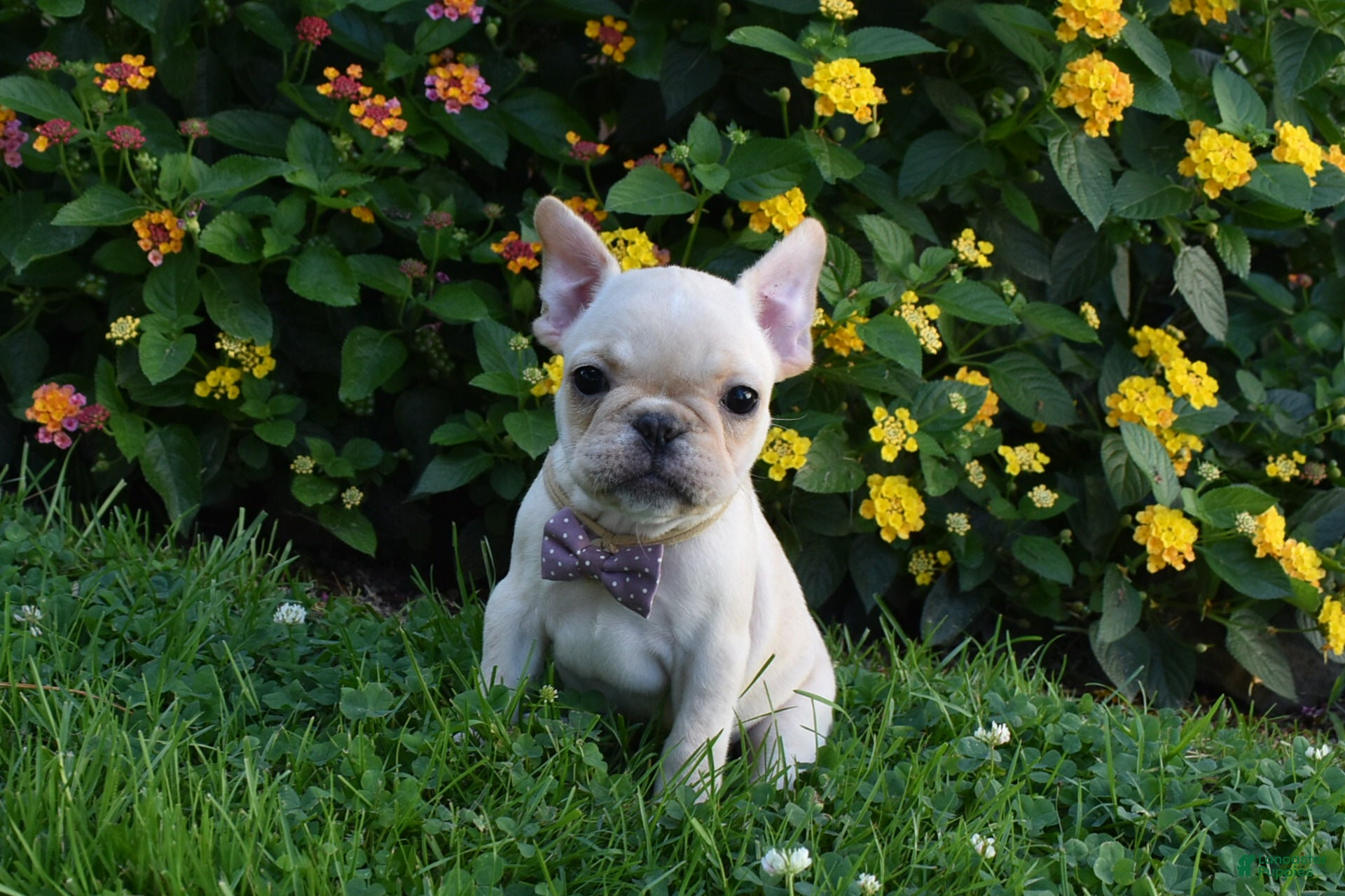 French Bulldog dogs Sonya  - Ad 14