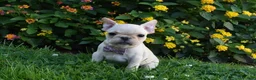 French Bulldog dogs for sale: Sonya  - Ad 1