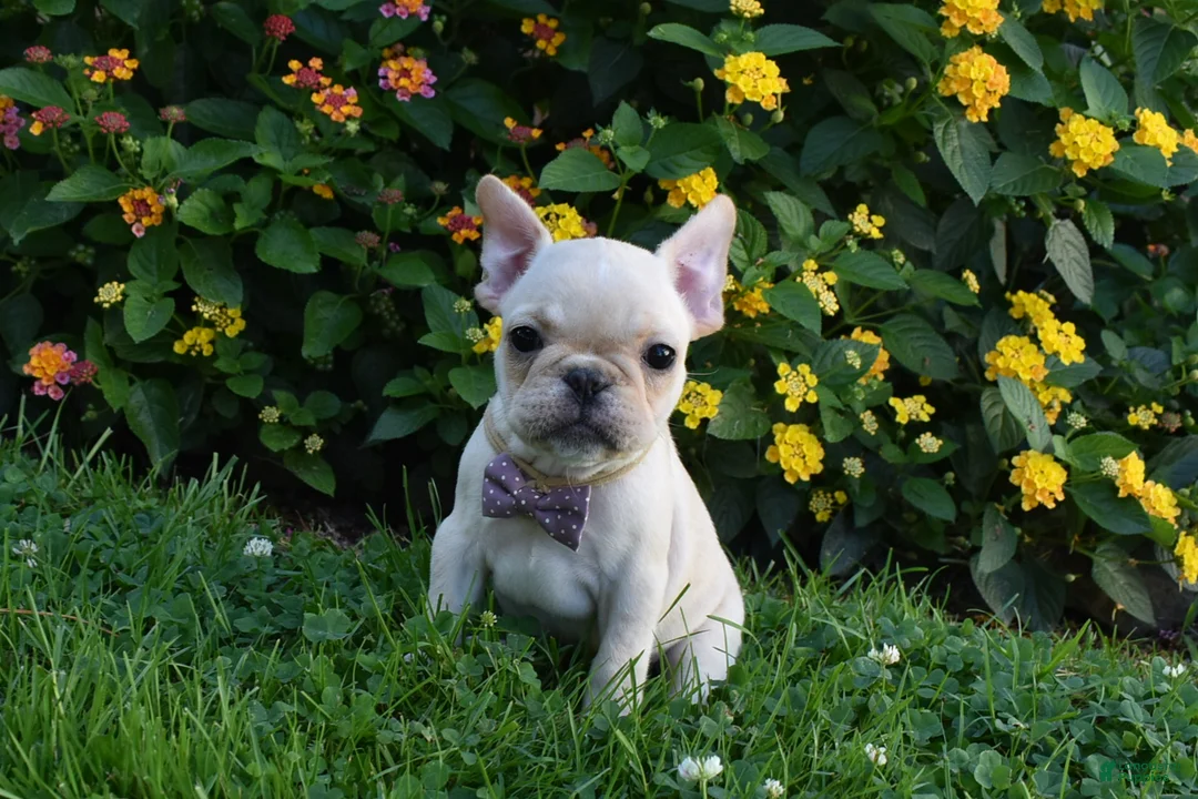 French Bulldog dogs for sale: Sonya  - Ad 1