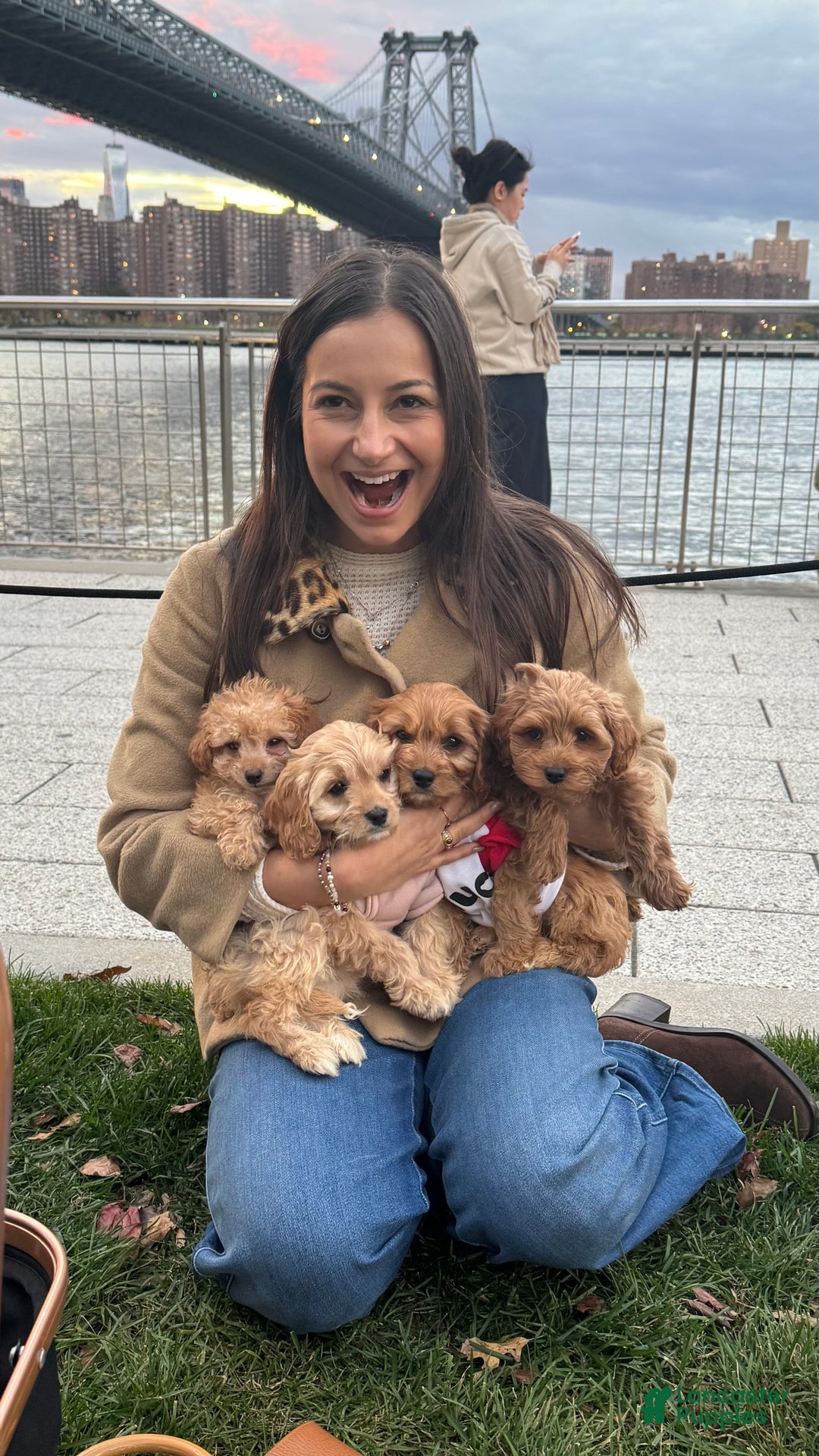 Cockapoo dogs for sale: ⭐️Cooper – The Golden Boy of the Litter 🐾🧡 - Ad 6