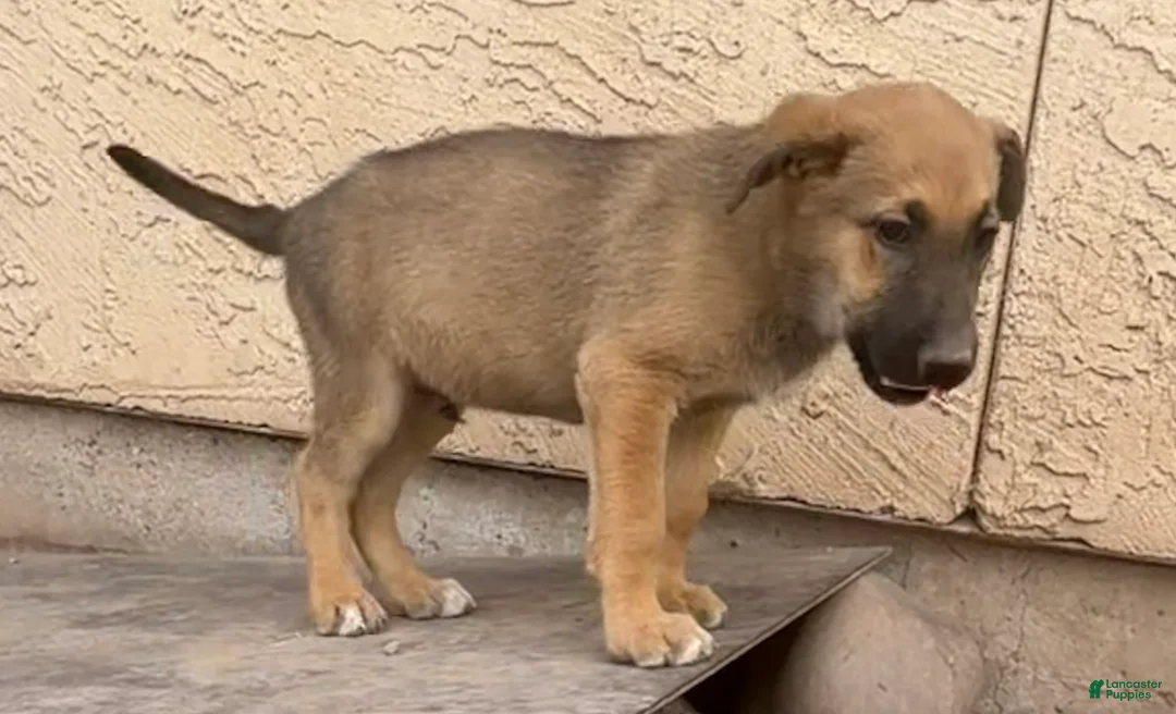 German Shepherd dogs for sale: German Shepherd Puppy 1 - Ad 2